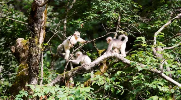  ?? by Dong Fang/china Pictorial ?? Monkeys in Xiangguqin­g Yunnan Black and White Snub-nosed Monkey National Park in the Baima Snow Mountain Nature Reserve.