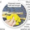  ??  ?? Cleaned canes will last longer