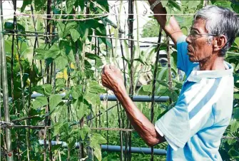  ??  ?? Pak Raja, one of the full-time caretakers at the garden, tending to long beans.