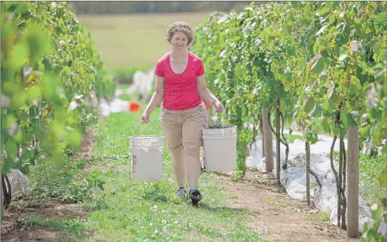  ??  ?? Jennifer Kellogg of Oswego carries buckets of grapes Saturday at the Fox Valley Winery in Oswego. | JEFF CAGLE PHOTOS~FOR SUN-TIMES MEDIA