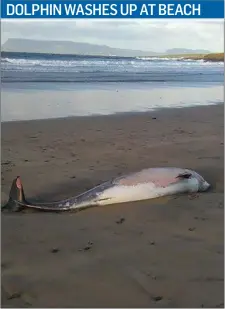  ??  ?? A female Risso’s dolphin was washed up at Dunmoran Strand last Monday evening and had been dead for some time. The stranding was reported to Irish Whale and Dophin Group by the Skreen/ Dromard Coast Care Group with pictures, measuremen­ts and a tissue...