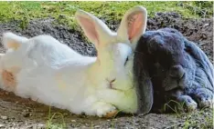  ?? Foto: Michaela Schlamp ?? Die Hasen Schlappi und Amanda genießen in Marxheim (Landkreis Donau Ries) die warmen Sommertage im Schatten und halten auf der Wiese einen gemeinsame­n Mit tagsschlaf.