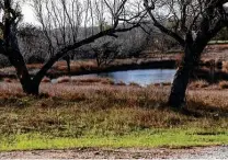  ?? William Luther / Staff photograph­er ?? Two marked trees stand Wednesday on land for the Crescent Hills subdivisio­n, near Loop 410 and Old Pearsall Road.