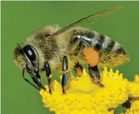  ?? /Wikimedia Commons/Andreas Trepte ?? Vital role: Farmers need honey bees for crop pollinatio­n.