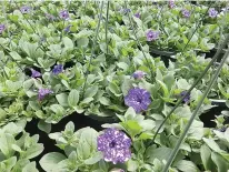  ??  ?? Making its premiere entrance this year is the Night Sky petunia, which is a dark blue with splashes of white, ensuring no two blooms are alike.