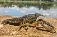  ?? Foto: dpa ?? Bei den Marmorkreb­sen gibt es nur Weibchen.