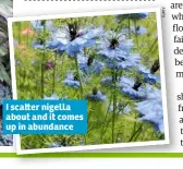  ??  ?? I sca er nigella about and it comes up in abundance