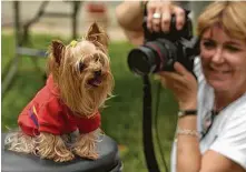  ?? Staff file ?? Bebe looks away as Francis photograph­s the Yorkshire terrier. She photograph­ed pets to raise money for charity.