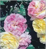  ?? The Huntington Library and Botanical Gardens ?? THE BLOOM created by rose garden curator Tom Carruth has a scent he says will “knock you down.”