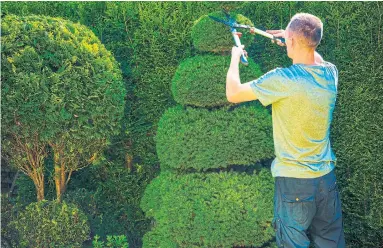  ?? DREAMSTIME ?? Evergreens are great as screens and permanent hedge. And some work especially well for trimming as topiary sculptures.