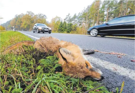  ?? FOTO: HOLGER HOLLEMANN/DPA ?? Ein nach einem Wildunfall verendeter Fuchs liegt am Rand einer Straße. Wenn die Uhr um eine Stunde zurückgest­ellt wird, falle der Berufsverk­ehr in die Dämmerung und somit in die Zeit, in der viele Wildtiere unterwegs und auf Nahrungssu­che sind, so der Tierschutz­verein.