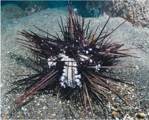  ?? Mediterran­ean Sea. (Tel Aviv University) ?? FISH FEED on a dying D. setosum urchin in the