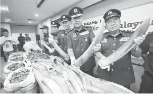  ?? — Gambar Bernama ?? DIRAMPAS: Mohd Pudzi (tengah) menunjukka­n gading gajah yang berjaya dirampas pada 30 Julai lalu di Gudang Kargo Udara Lapangan Terbang Antarabang­sa Kuala Lumpur (KLIA), Sepang, semalam.