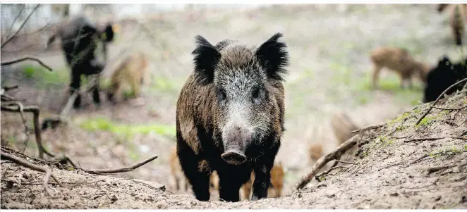  ??  ?? Wildschwei­ne sind grundsätzl­ich friedliche Tiere. In bestimmten Situatione­n können sie sich allerdings von Menschen gestört fühlen. Dann ist Vorsicht angebracht.
