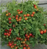  ?? ?? A hanging basket of cherry tomatoes
Pic: Alamy/PA