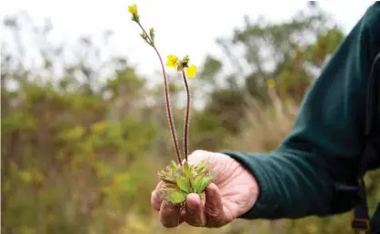  ?? — AFP photos ?? Betancur shows a plant he collected.