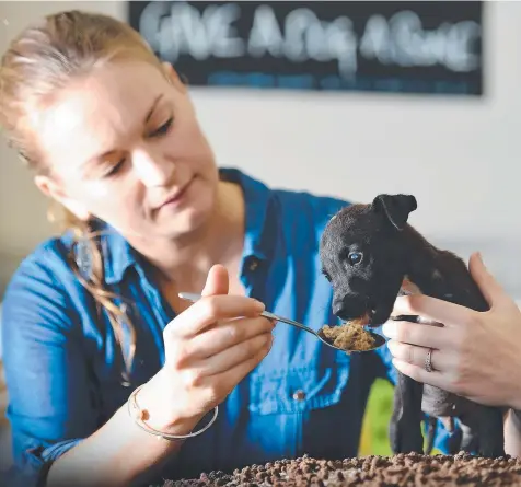  ?? Picture: PATRINA MALONE ?? Hannah Wakelin from Aussie Pooch caring for Boyd, a mixed breed puppy that was found, by chance, in a bad way at Marlow Lagoon after being abandoned