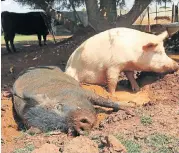  ??  ?? HAPPY AS: Tyson, left, and Clement enjoy wallowing in squelchy luxury on the plot