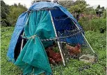  ?? NUUTEA ITCHNER/STUFF ?? The chook tractor is a dome shaped coop which can be moved anywhere on the property.