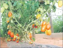  ??  ?? Así se ve una parte de la producción de tomate en el distrito de 3 de Febrero. Hay producción para rato, indicaron.