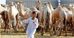  ?? Reuters ?? A camel trader’s son smiles as camels are shown to prospectiv­e buyers at the Birqash Camel Market on the outskirts of Cairo on Friday.