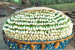  ?? GETTY IMAGES ?? Healthy eating: A crop of bok choy ready to go to the market in China. Bok choy is a cruciferou­s vegetable rich in glucosinol­ates and has antiinflam­matory properties. Chinese and Korean athletes consume a lot of this vegetable.