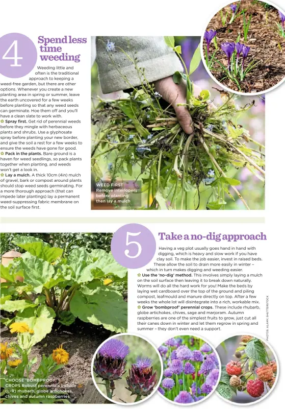  ??  ?? CHOOSE ‘BOMBPROOF’ CROPS Robust perennials include (L-R) rhubarb, globe artichokes, chives and autumn raspberrie­s WEED FIRST Remove interloper­s before planting then lay a mulch
