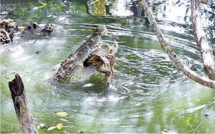  ?? / JOSÉ LUIS TAPIA ?? Ambas especies cohabitan en este cuerpo de agua, donde también abundan peces y tortugas