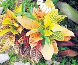  ?? TOPTROPICA­LS.COM ?? Crotons are easy to move, but do so before consistent­ly hot weather arrives.