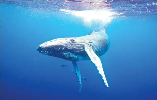  ??  ?? The story of the origin of whales involves their evolution from a terrestria­l ancestor, from where they adapted into a semi-aquatic marine inhibitor, and finally became fully aquatic.