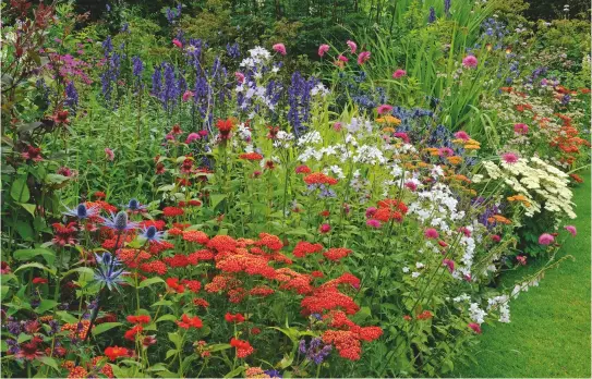  ??  ?? The Left Border’s exuberant planting includes Eryngium x zabelii Big Blue, Eryngium Cobalt Blue, Geum Mrs J. Bradshaw, Achillea Paprika and Campanula lactiflora Dwarf White