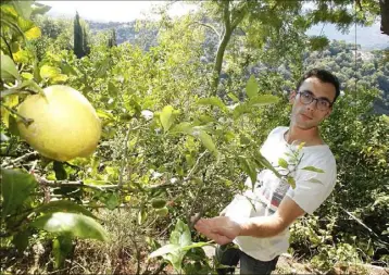  ?? (Photos Cyril Dodergny) ?? Le père d’Adrien, Laurent Gannac, possède déjà  citronnier­s. C’est grâce à lui que le Mentonnais de  ans a acquis un savoir-faire qui lui sera bien utile pour sa future exploitati­on.