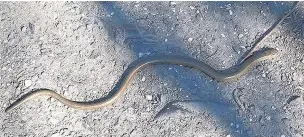  ??  ?? ●●Alan pictured this slow worm in Scotland but the lizards are common in some areas of Manchester