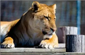  ?? NWA Democrat-Gazette/JASON IVESTER ?? A liger named Fergie basks in the sun Wednesday at Turpentine Creek Wildlife Refuge near Eureka Springs. Fergie was one of 28 big cats rescued from a failing zoo in Colorado.