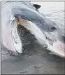  ??  ?? STRANDED: The 15ft-long basking shark died after stranding itself on the beach in Filey.