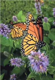  ?? CHRIS LANDSBERGE­R/THE OKLAHOMAN FILE ?? Gardeners can learn how to attract monarch butterflie­s during an Oct. 23 discussion about creating monarch-friendly gardens.