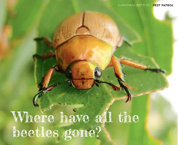 Where have all the beetles gone? | Good Organic Gardening | PressReade­r
