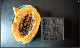  ??  ?? After removing their gelatinous outer coating, papaya seeds can be planted into a garden tray filled with seed starter mix.