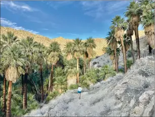  ?? ?? Hiking down to the lush oasis of Palm Springs' Indian Canyons.