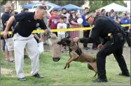  ??  ?? Portervill­e Police Department’s K-9 unit Luna, center, with her handler Officer Darin Cardoza, right, demonstrat­e on Corporal Mike Gray Tuesday, Aug. 7, at the National Night Out at Veteran’s Park in Portervill­e.