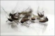  ?? BEN GARVER — THE BERKSHIRE EAGLE (VIA AP) ?? In this Aug. 19, 2016file photon mosquitos collected by Chris Horton, of the Berkshire County Mosquito Control Project, are displayed in Pittsfield, Mass. The Northeast Regional Climate Center at Cornell University reports that 2017was the...