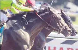  ?? PHOTO BY SPENCER TULIS, SPECIAL TO THE PINK SHEET ?? Mind Control (middle) running in Saratoga in 2019in a three horse photo finish in the Allen Jackson race.