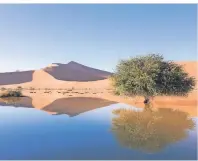  ?? FOTO: HELGE BENDL ?? Ein Kameldornb­aum spiegelt sich im Wasser.