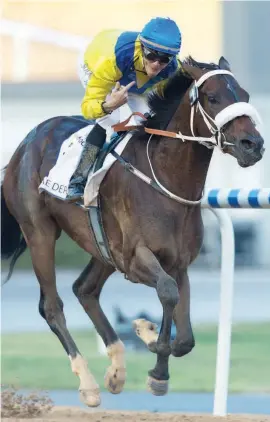  ??  ?? CUP HOPE. Mubtaahij will carry the De Kock stable's hopes of a victory in the Dubai World Cup - but faces a formidable field, including Arrogate.