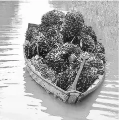  ??  ?? Jarau has to use a sampan to transport the harvested oil palm fruits from the farm.