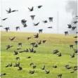  ?? FOTO: DPA ?? Stare über Allgäuer Landschaft im Herbstnebe­l.