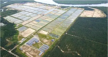 ??  ?? MAG is looking to increase its capacity to 20,000 tonnes per year in the next five years, by acquiring more breeding farms in Sabah.