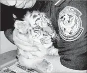  ?? Associated Press ?? A BENGAL tiger cub confiscate­d at the border last month is now at the San Diego Zoo Safari Park.