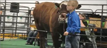  ?? ?? Ty Klassen walks in with his Junior Market Steer Grooming spot.