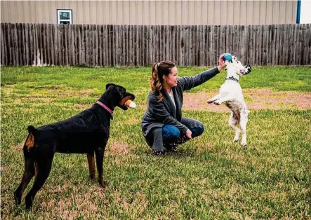  ?? Photos by Meridith Kohut/Contributo­r ?? Chelsea Gerber, a former animal control employee with the city of Katy, plays with two of her rescue dogs. Gerber recently decided to speak out after seeing people’s pets euthanized without any effort to reunite them with their owners.